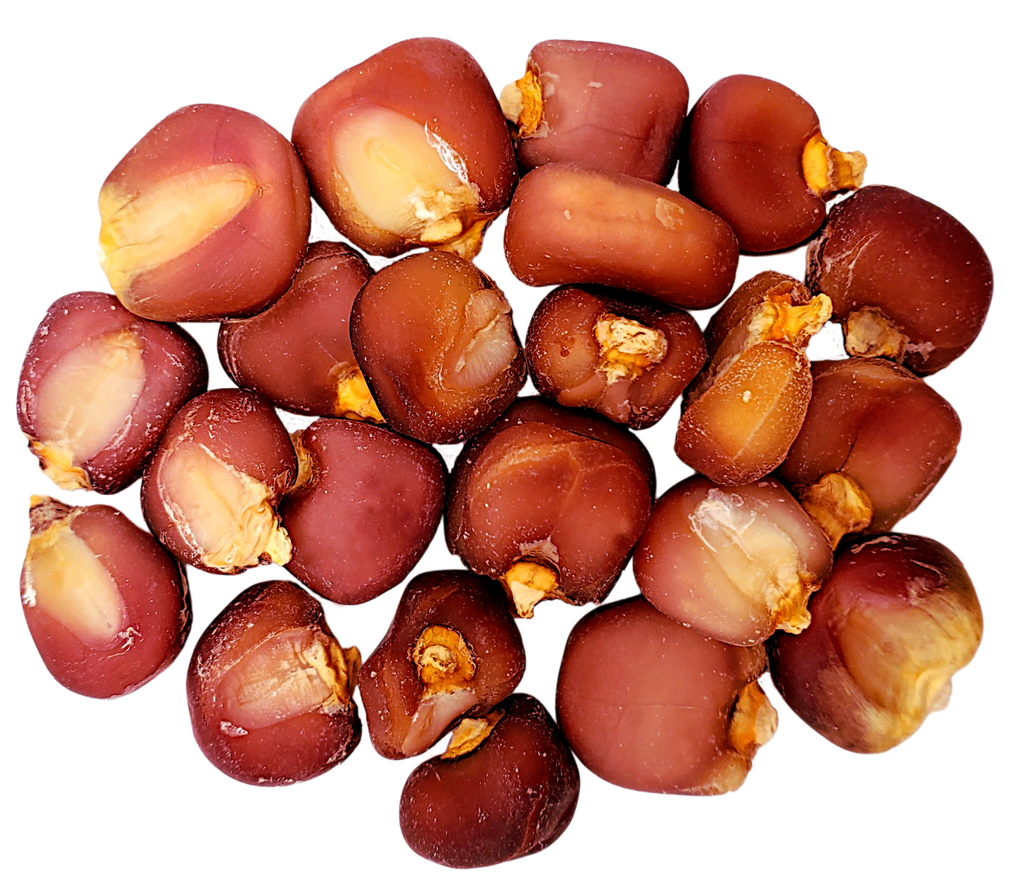 Alma Semillera - Heirloom Posole (Hominy) 2lb
