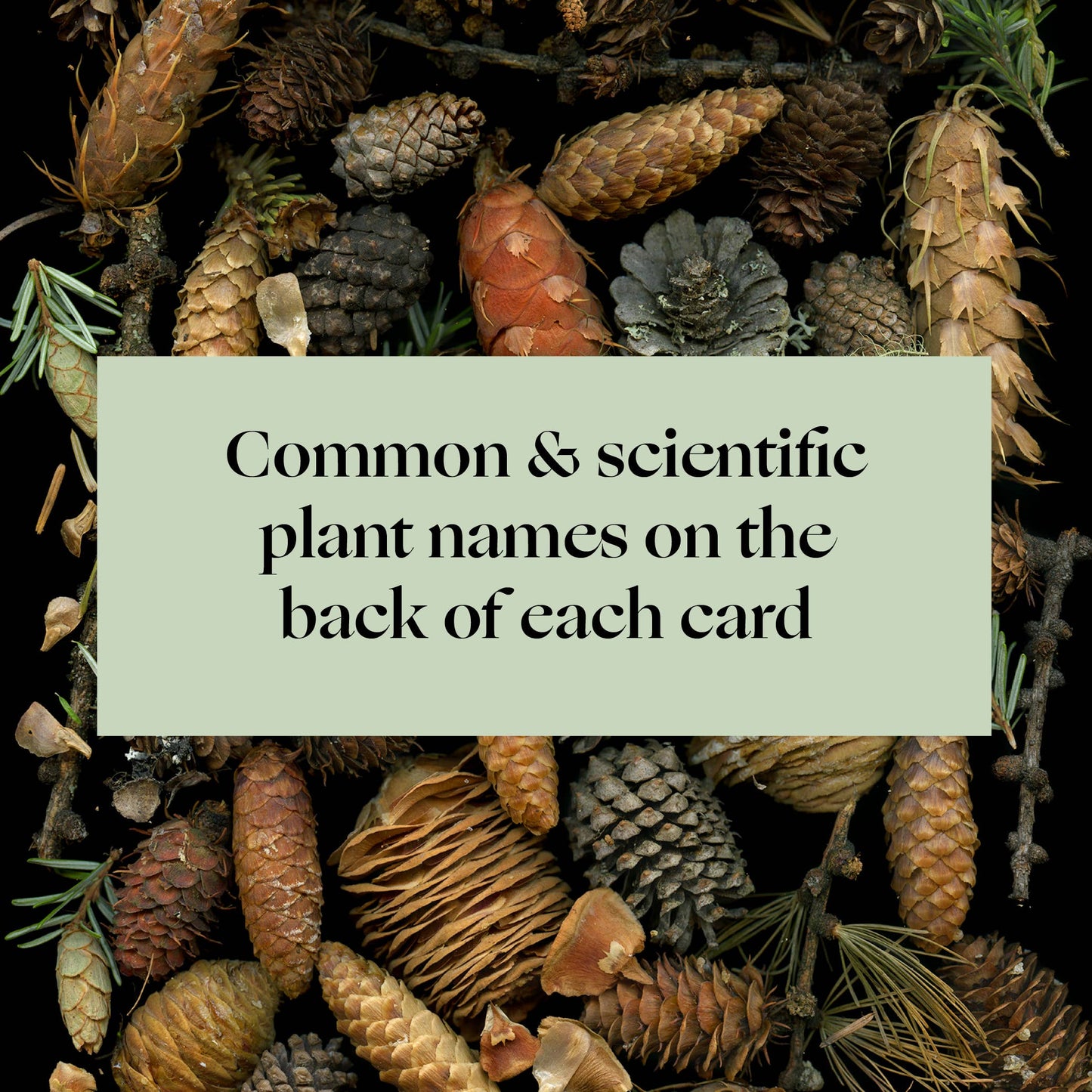 Deep Dark Forest Notecards