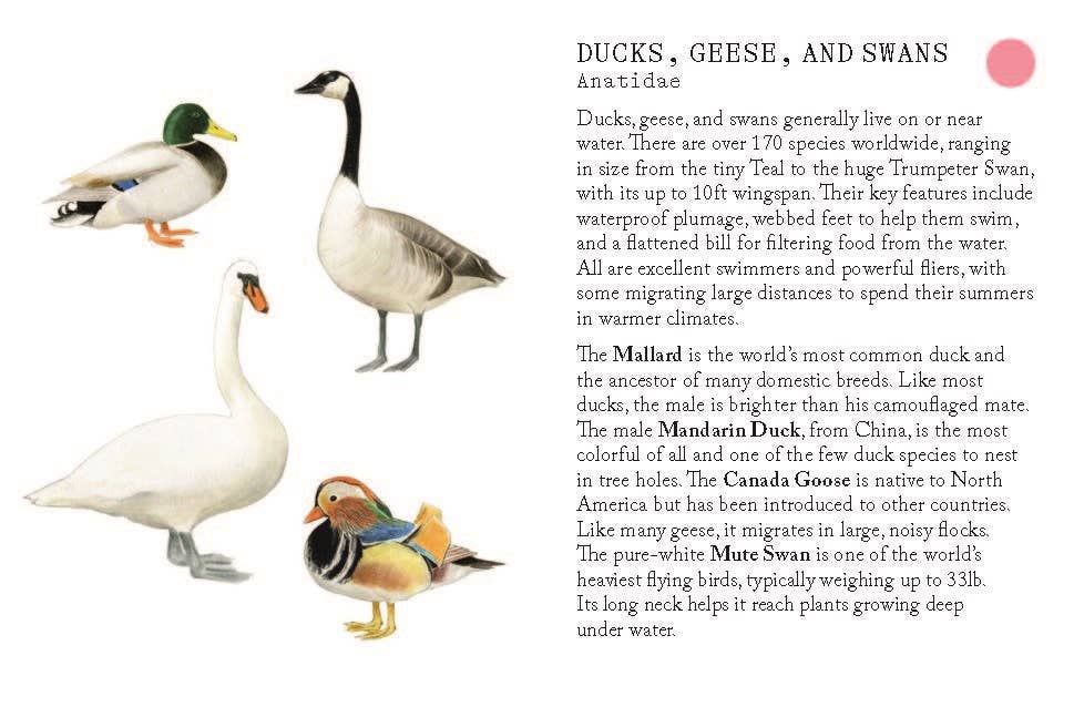 Bird Families