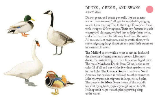 Bird Families