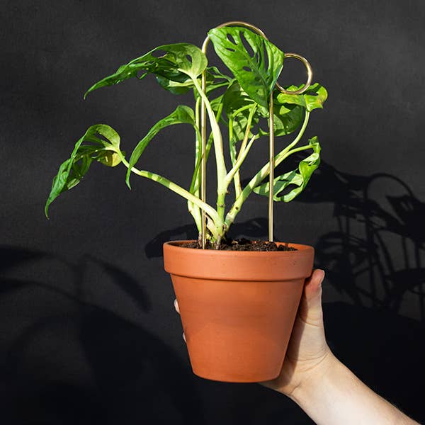 Black Mini Plant Stake