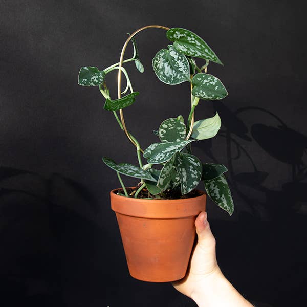 Black Mini Plant Stake