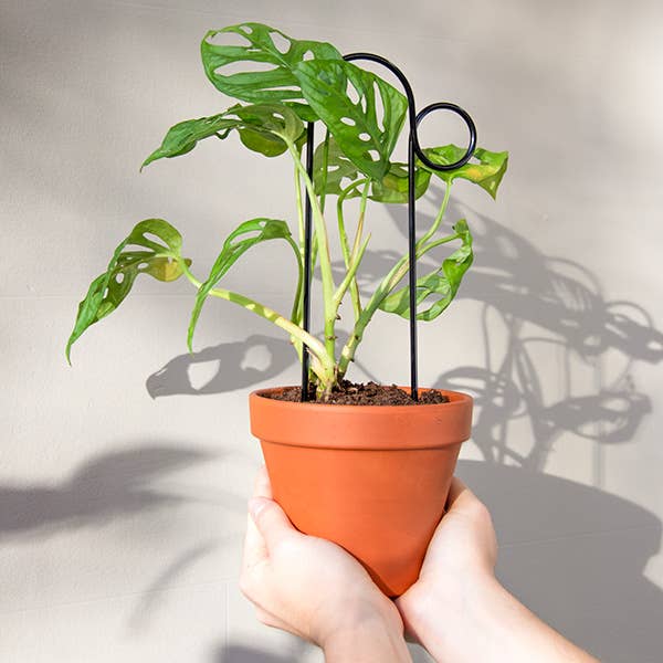 Black Mini Plant Stake