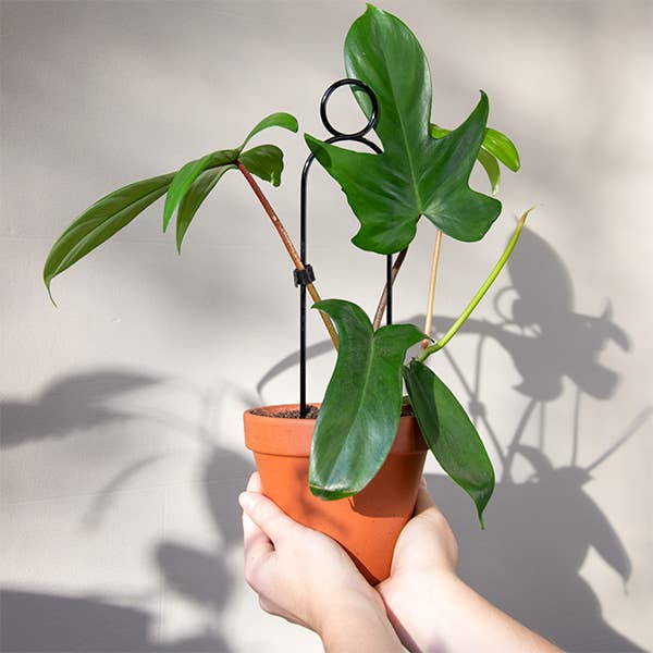 Black Mini Plant Stake