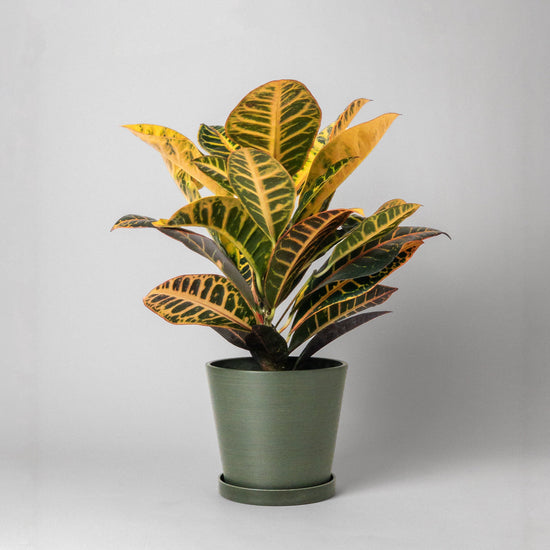 7" Recycled Tapered Planter + Saucer