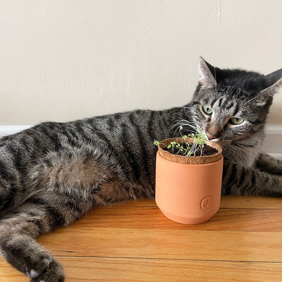 Curious Catnip Seed Sprouting Kit