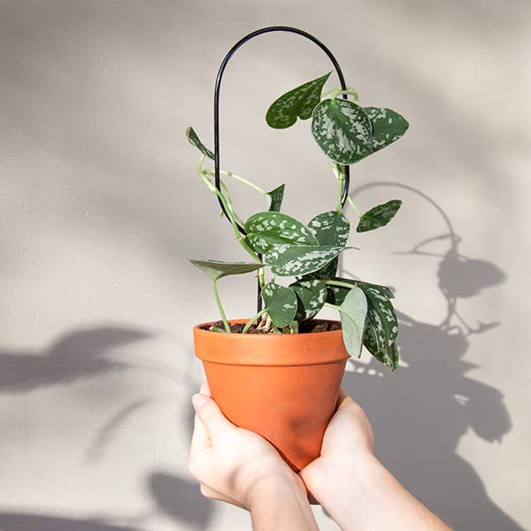 Black Mini Plant Stake