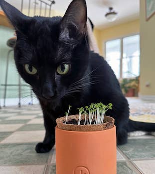Curious Catnip Seed Sprouting Kit