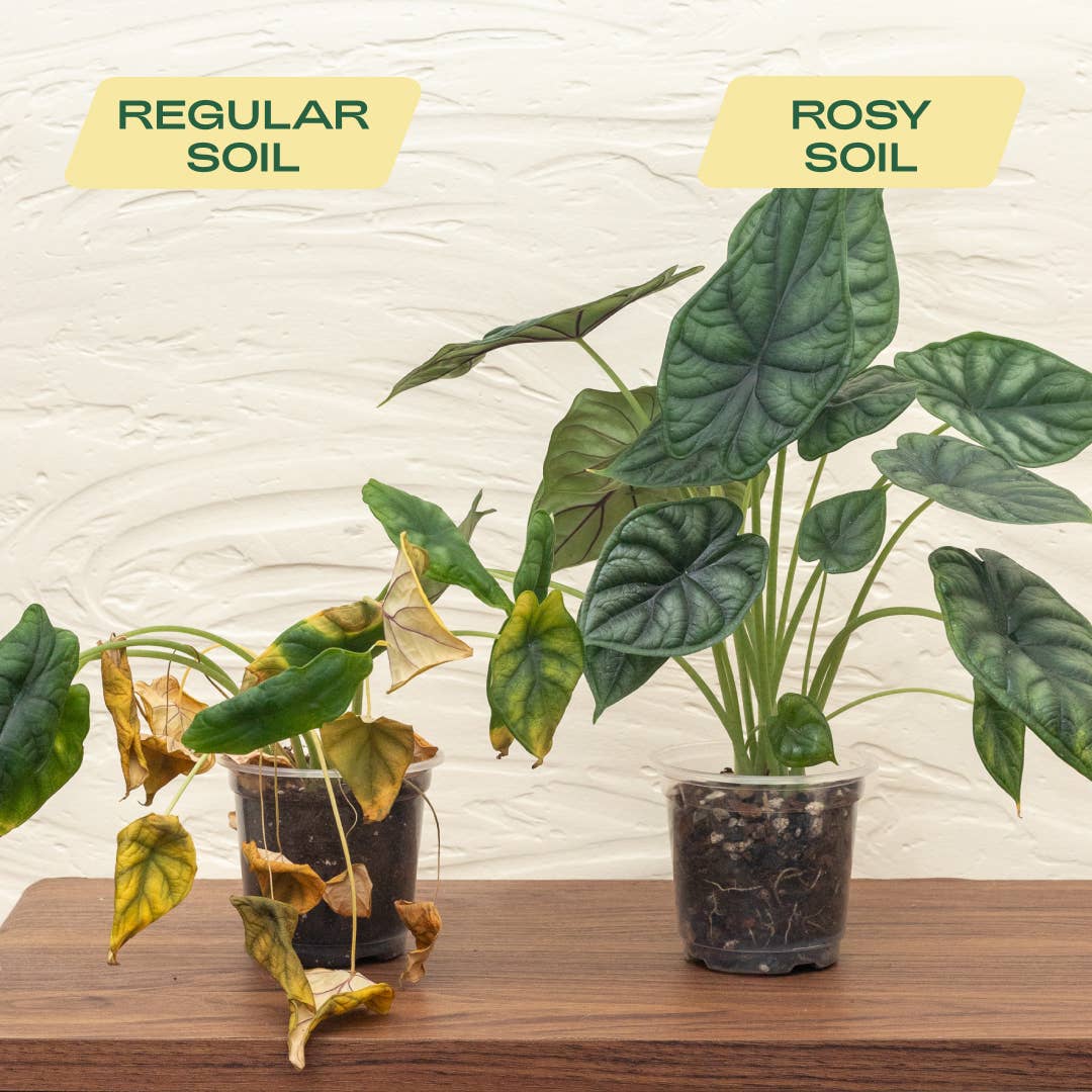 Organic Aroid Potting Mix