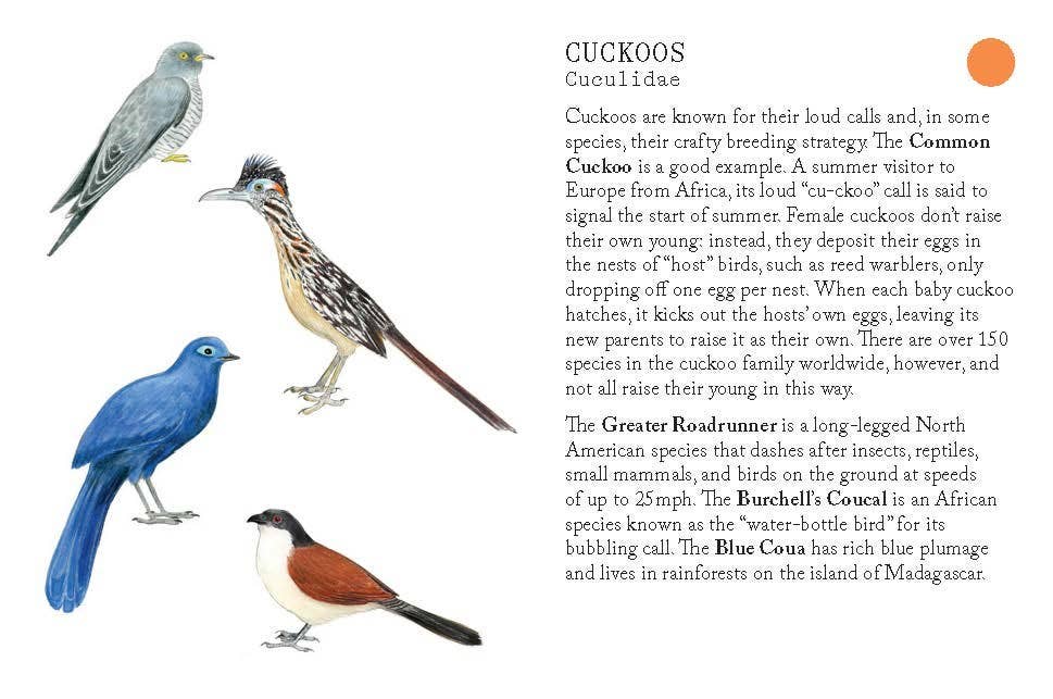 Bird Families
