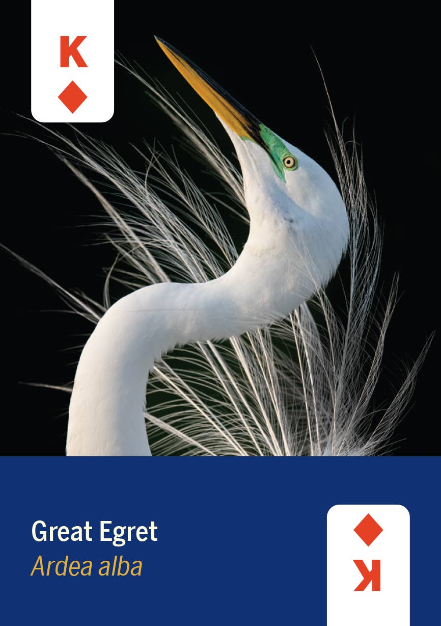 Playing Cards - Birds of North America