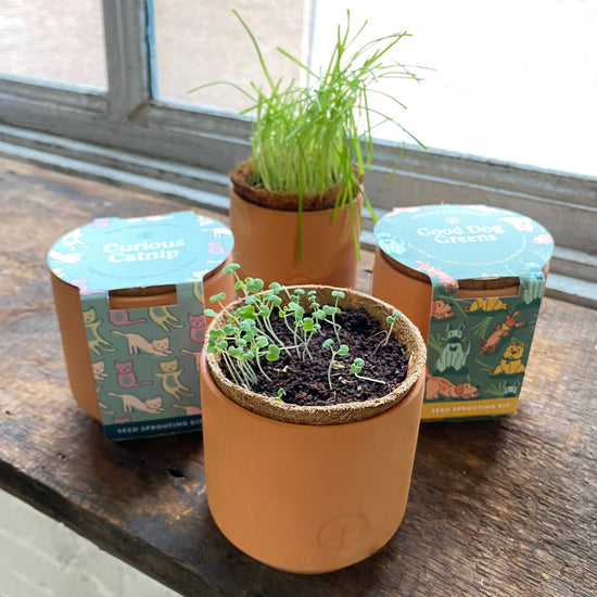 Curious Catnip Seed Sprouting Kit