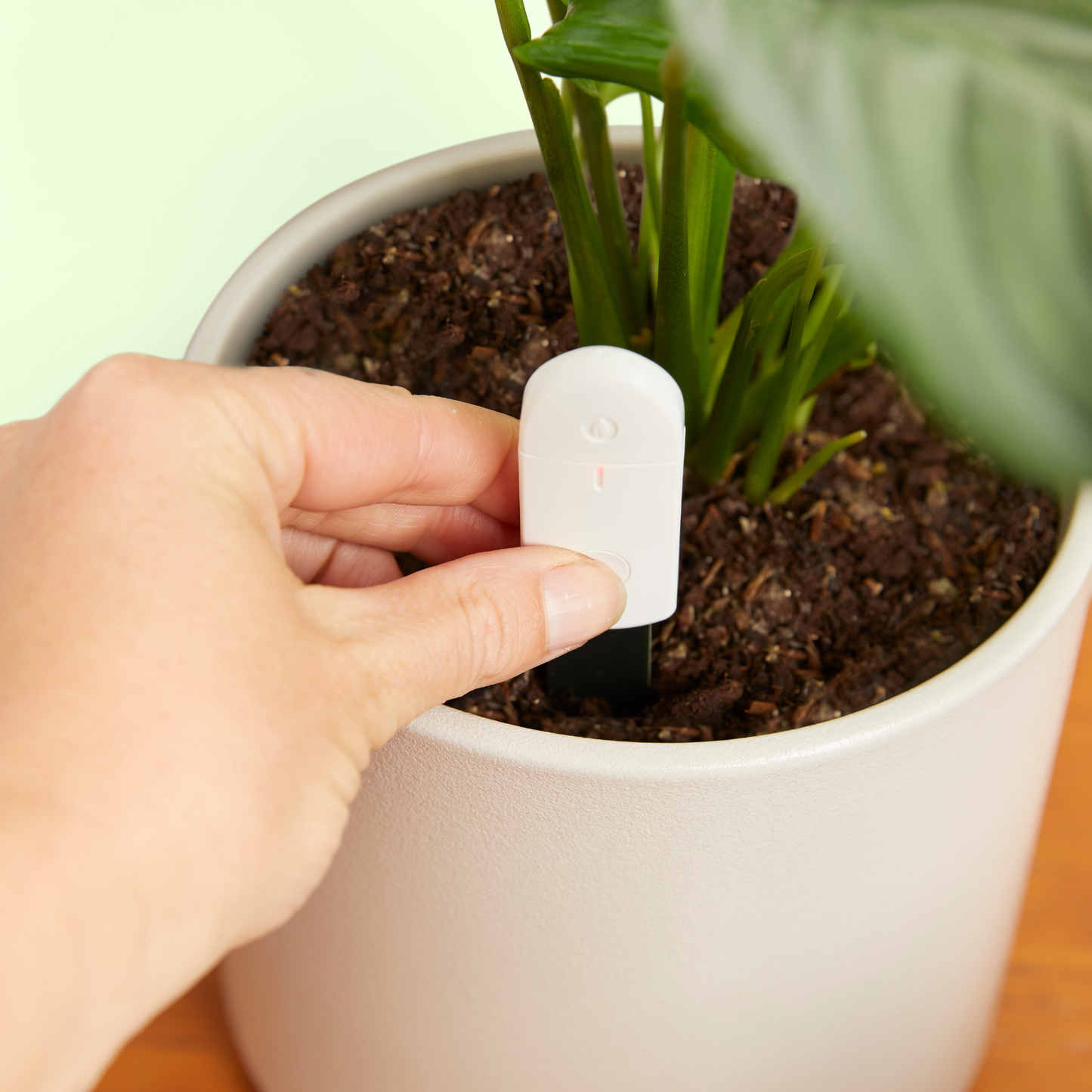 Houseplant Soil Moisture Meter