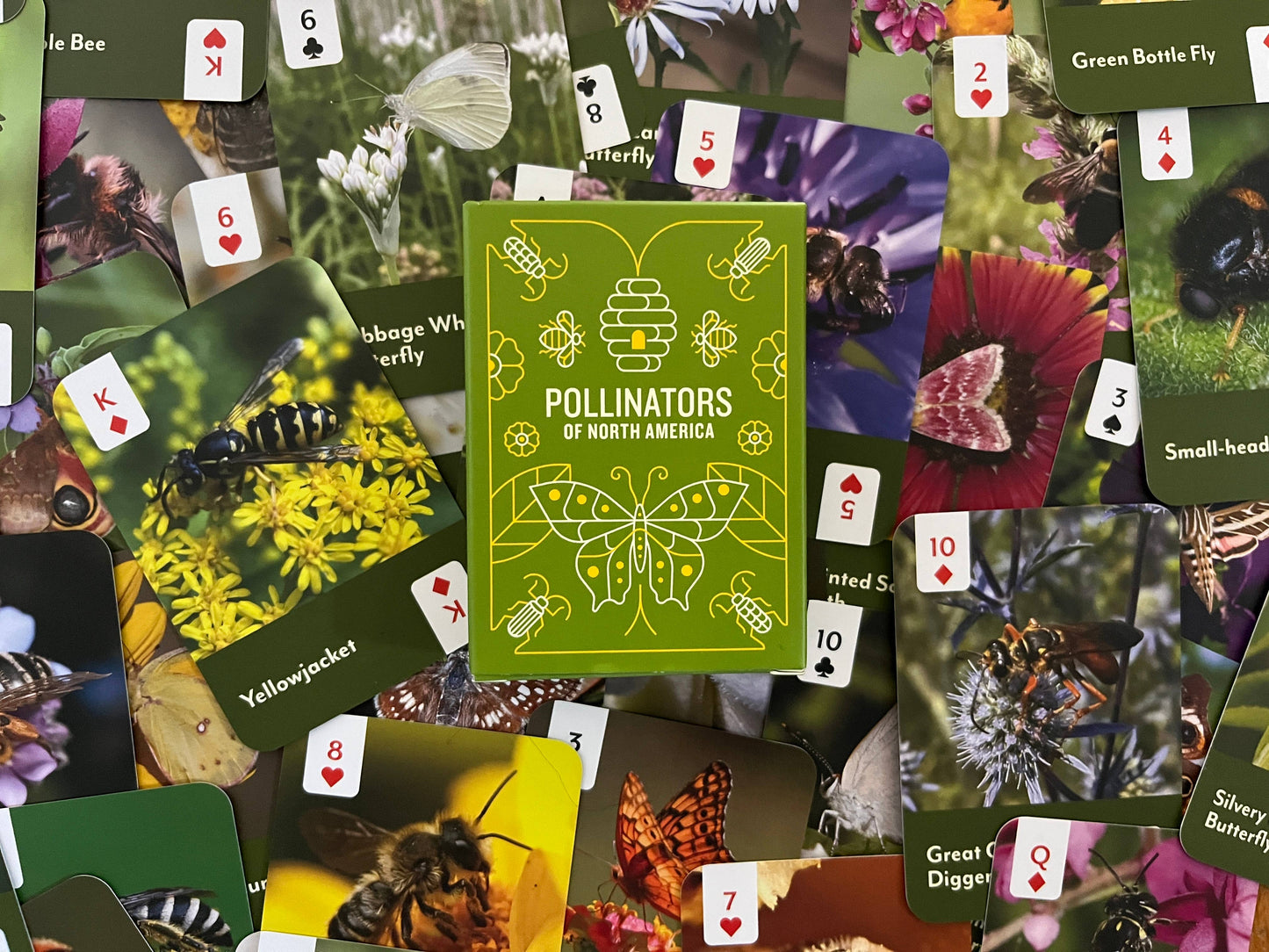 Pollinators of North America Card Deck
