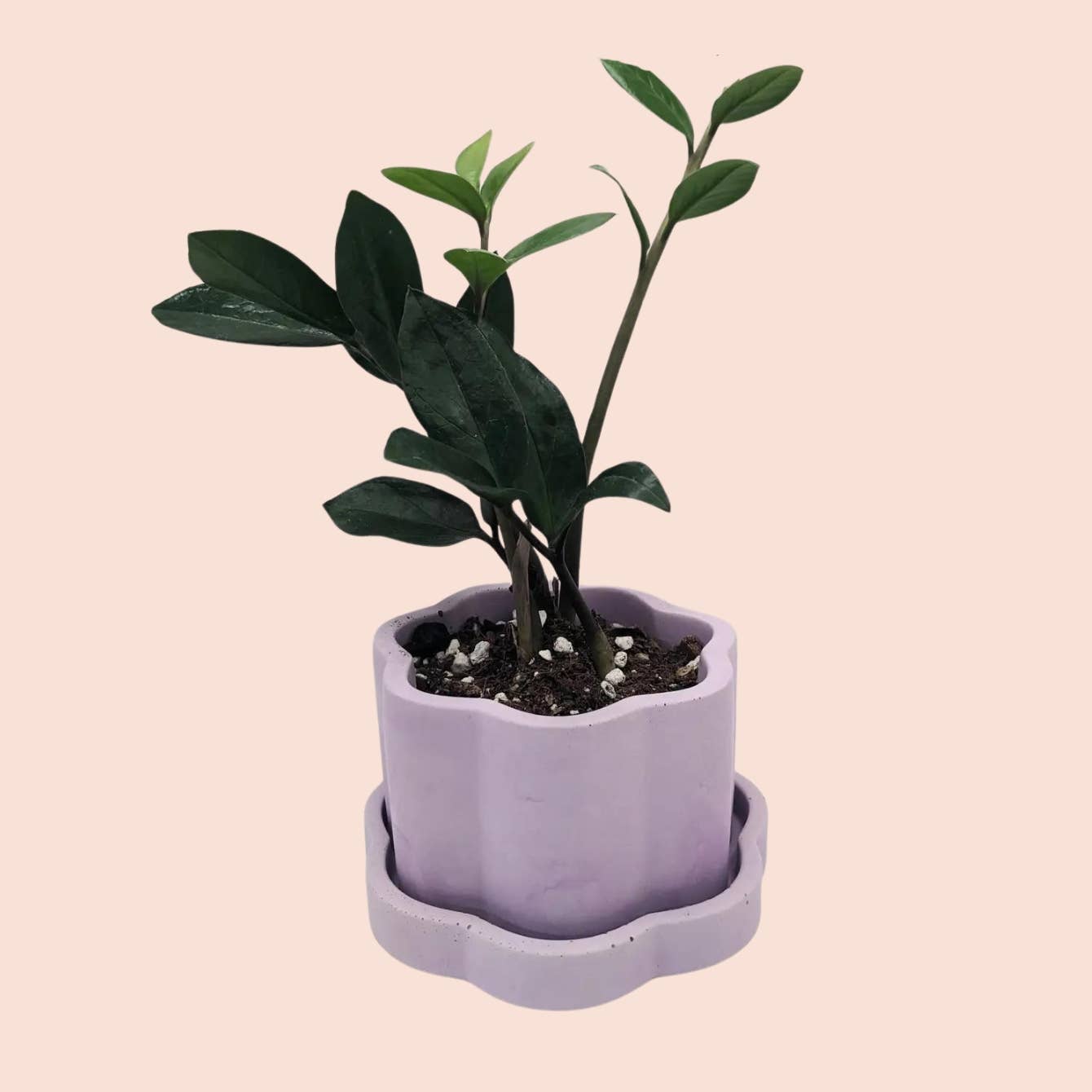 4" Groovy Concrete Planter + Tray