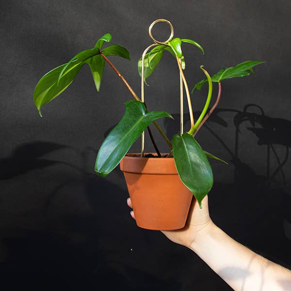 Black Mini Plant Stake