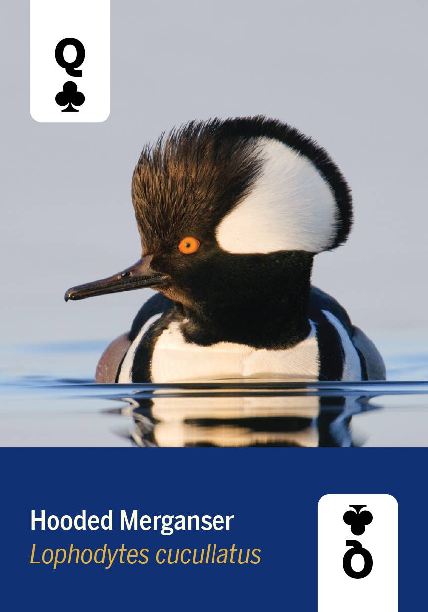 Playing Cards - Birds of North America