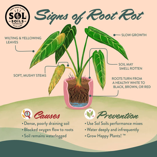 elephant ear plant potting soil Chunky Houseplant Potting Mix – PROCESS