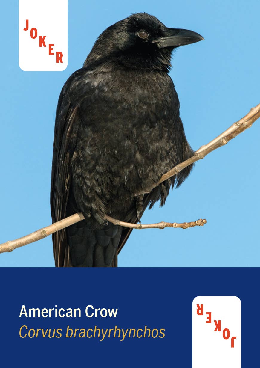 Playing Cards - Birds of North America
