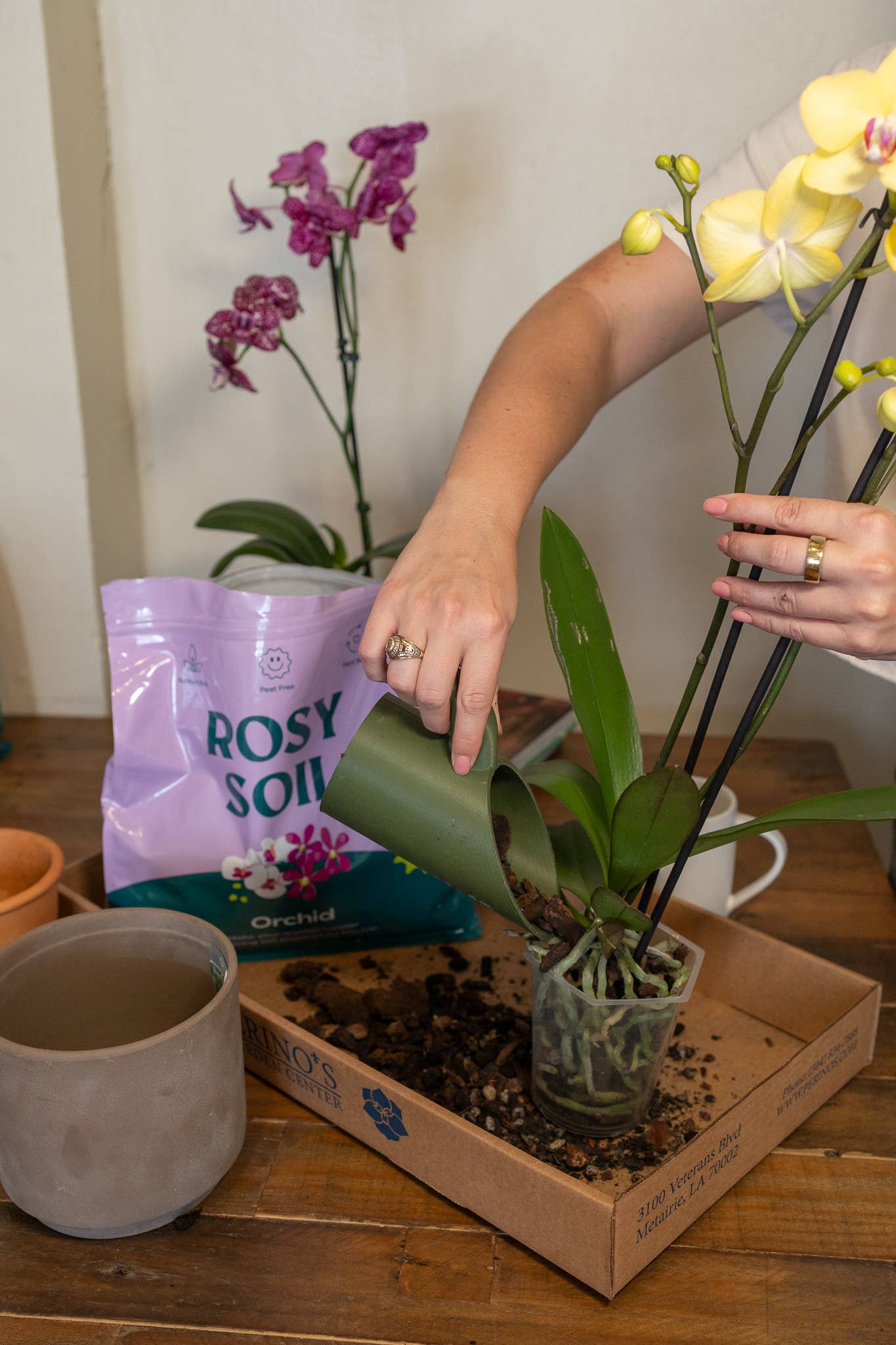 Organic Orchid Mix