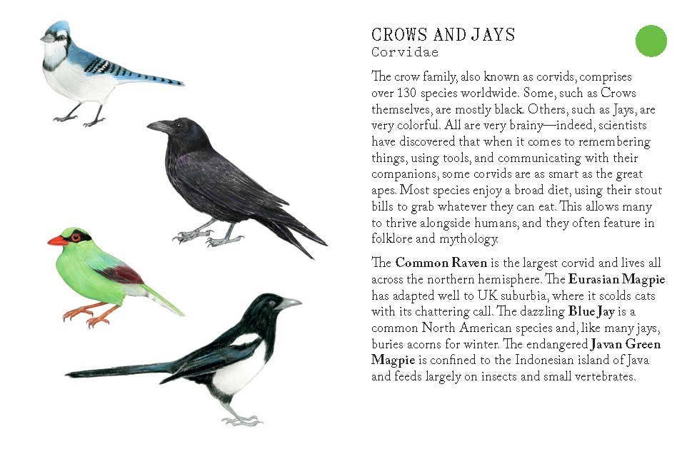 Bird Families