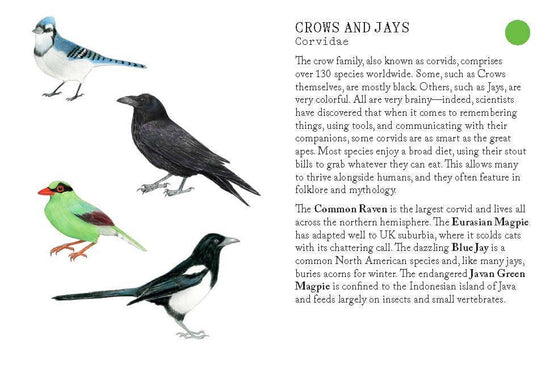 Bird Families