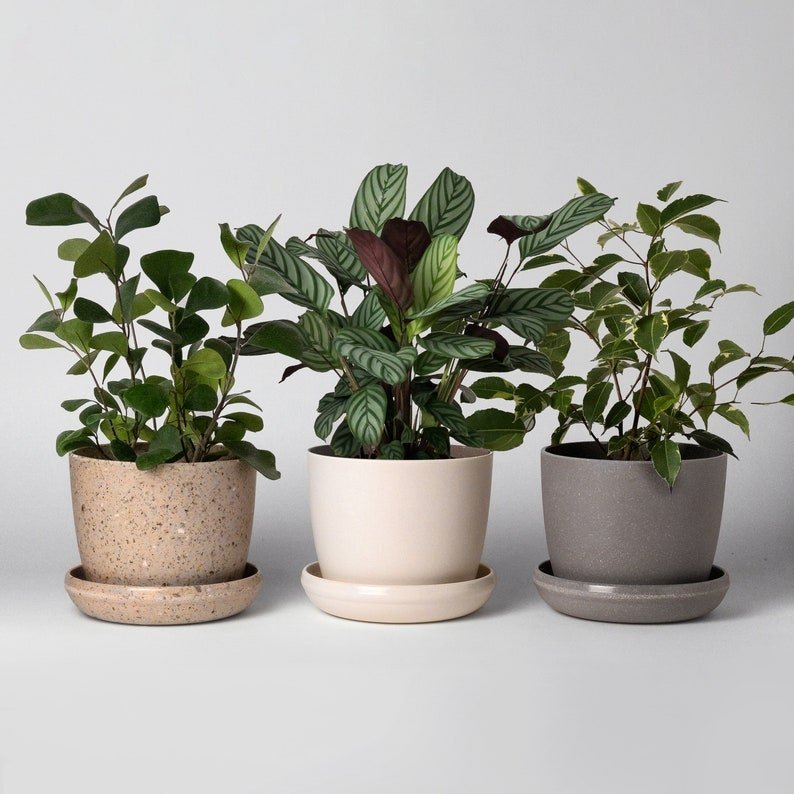 5" Recycled Nut Husk Planter + Saucer